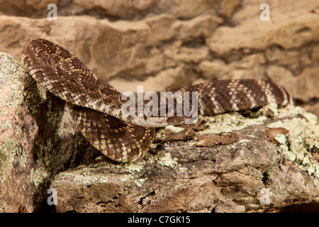 Southern Pacific Rattlesnake Crotalus viridis helleri Banque D'Images