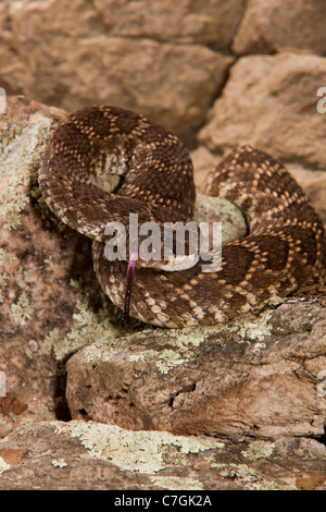 Southern Pacific Rattlesnake Crotalus viridis helleri Banque D'Images