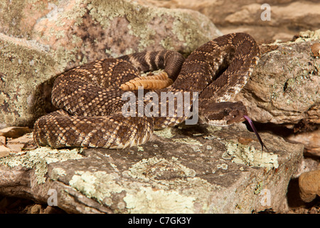 Southern Pacific Rattlesnake Crotalus viridis helleri Banque D'Images