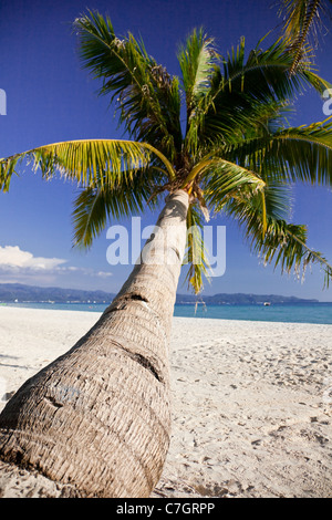 Seul palmier sur une plage de sable blanc, l'île de Boracay, Philippines.