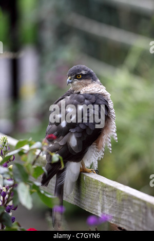 Fauve Accipter nisus perché sur Jardin Clôture UK Banque D'Images