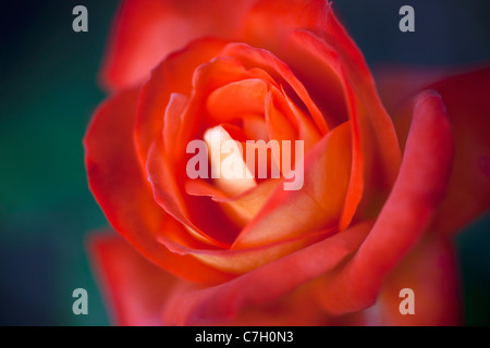 Une rose rouge, extreme close up, selective focus Banque D'Images