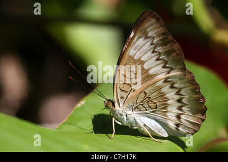 Malay Le Vicomte Butterfly Tanaecia multimédia Banque D'Images