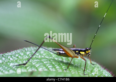 Bush-cricket coloré dans la vallée de Harau, Sumatra Banque D'Images