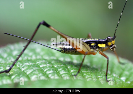 Bush-cricket coloré dans la vallée de Harau, Sumatra Banque D'Images