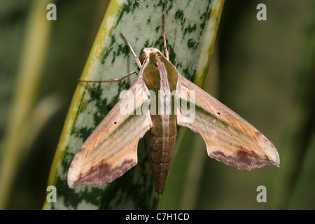 Hawk Moth vert Pergesa acteus, Java, Indonésie Banque D'Images