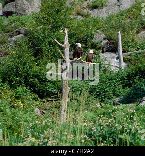 Paire de pygargues à tête blanche (Haliaeetus leucocephalus) REPOSANT SUR LES BRANCHES D'ARBRE Banque D'Images