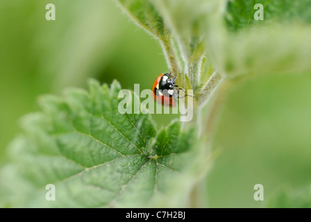 Macro image d'une coccinelle l'ascension d'une ortie. Court-DOF, accent sur les Beatles. Banque D'Images