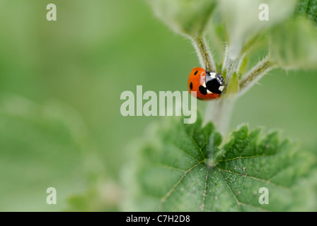Macro image d'une coccinelle l'ascension d'une ortie. Court-DOF, accent sur les Beatles. Banque D'Images