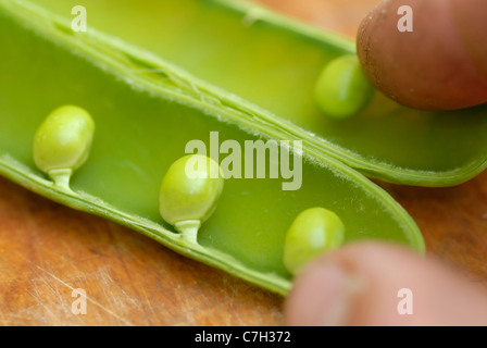 Pois (Pisum sativum) dans une cosse disposées sur une planche à découper en bois. Banque D'Images