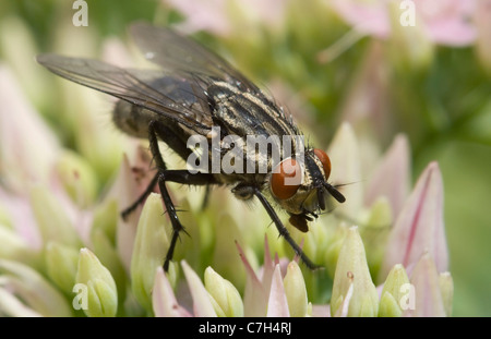 Une mouche domestique (Musca domestica) perchée sur une fleur Banque D'Images