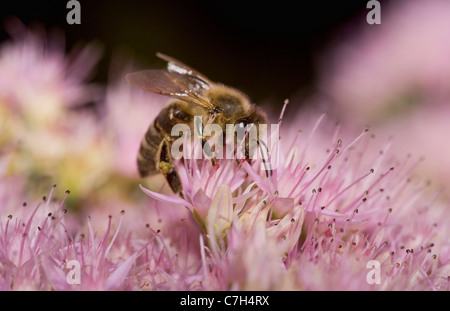 Une abeille (Apis mellifica) perché sur une fleur Banque D'Images