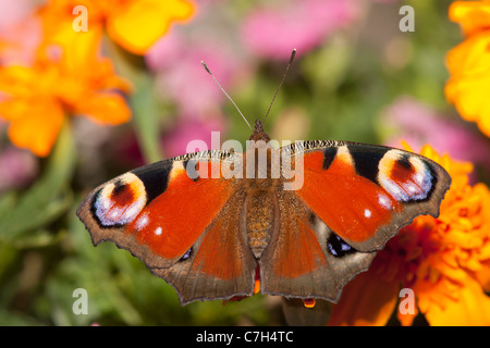 L'Peacock butterfly (Inachis io) perché sur une fleur Banque D'Images