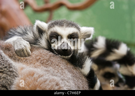 Untitled Document bébé dort sur mère dans le zoo de Bristol Banque D'Images