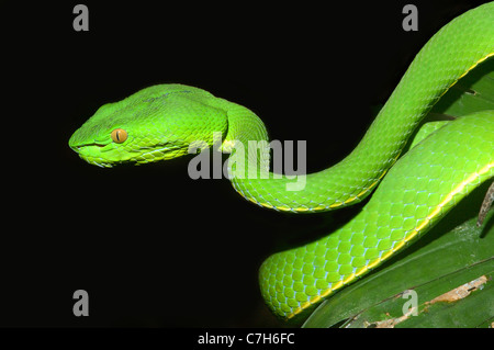 White-lipped Pit Viper à Khao Yai National Park, Thaïlande Banque D'Images