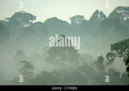 La forêt tropicale dans le parc national Khao Yai, Thaïlande Banque D'Images