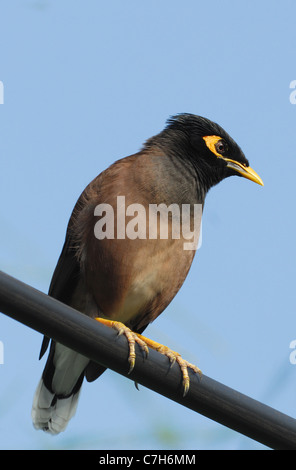 Myna Acridotheres tristis (commune) sur Koh Phi Phi Island, Thaïlande Banque D'Images