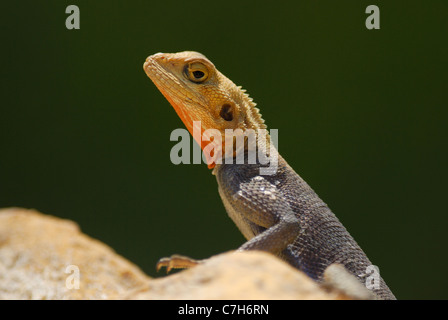 Homme Red Headed Rock Agama en Gambie Banque D'Images