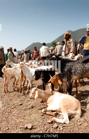 Les agriculteurs locaux à Sulula marché de bétail près de Dessié dans le Nord de l'Éthiopie, l'Afrique. Banque D'Images