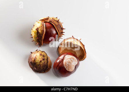 Conkers et leurs coquilles Banque D'Images