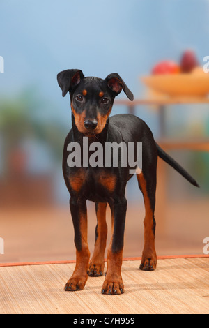 Pinscher allemand, chiot, 17 semaines Banque D'Images