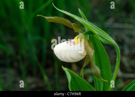 Chaussons blanc (Cypripedium candidum) Banque D'Images