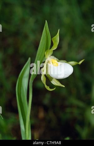 Chaussons blanc (Cypripedium candidum) Banque D'Images