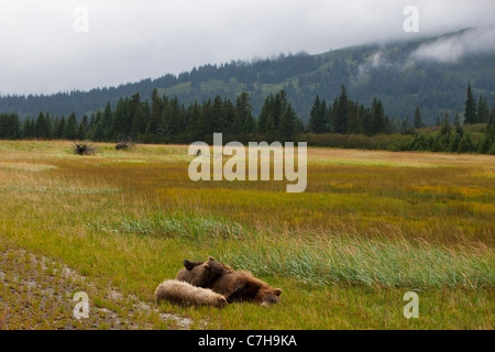 L'Amérique du Nord l'ours brun (Ursus arctos horribilis) ét dormir avec les louveteaux, Lake Clark National Park, Alaska, United States Banque D'Images