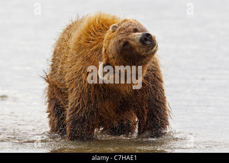 L'Amérique du Nord l'ours brun (Ursus arctos horribilis) sow secoue l'eau, le lac Clark National Park, Alaska, United States Banque D'Images