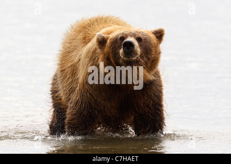 L'Amérique du Nord l'ours brun (Ursus arctos horribilis) sow secoue l'eau, le lac Clark National Park, Alaska, United States Banque D'Images