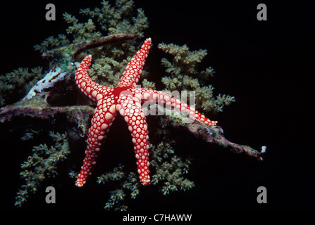 Étoile de mailles rouges (Fromia monilis) sur les . L'Egypte, Mer Rouge Banque D'Images