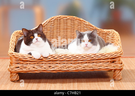 Chat British Shorthair, chocolat blanc et bleu-blanc Banque D'Images