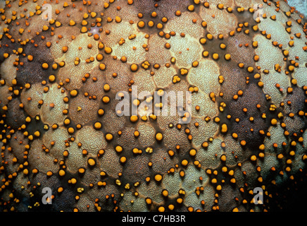 Close-up de peau sur un coussin Culcita schmideliana (Star). Ningaloo Reef, l'ouest de l'Australie - l'Océan Indien Banque D'Images