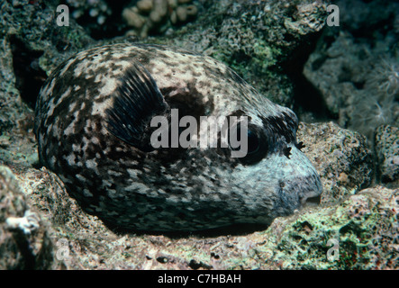 Le poisson-globe masqué (Arothron diadematus) camouflé sur fond de l'océan. L'Egypte, Mer Rouge Banque D'Images