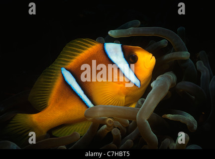 Un Two-Band symbiotique poissons clowns (Amphiprion bicinctus) se cache dans la protection de l'anémone de mer magnifique de tentacules. Banque D'Images