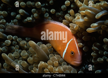 Clownfish Amphiprion perideraion (rose) en se cachant dans une magnifique Anémone de mer (Heteractis magnifica), Palau, Micronésie Banque D'Images