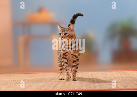 Bengal chat, chaton mâle, 3 mois Banque D'Images