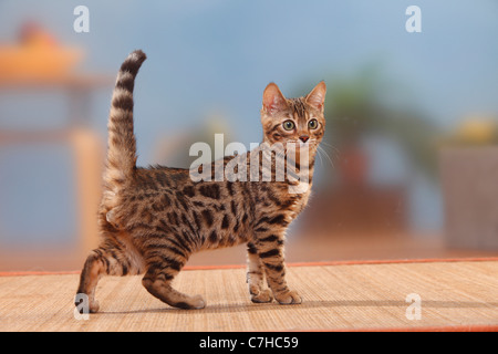 Bengal chat, chaton mâle, 3 mois / side Banque D'Images