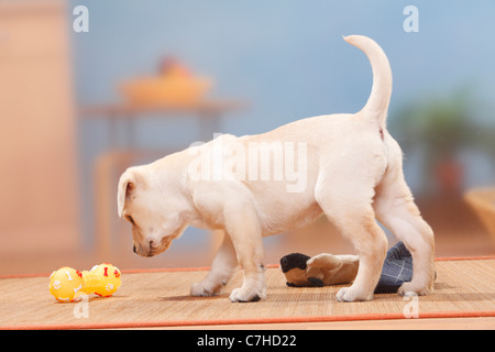 Labrador Retriever, chiot, 9 semaines / toy Banque D'Images