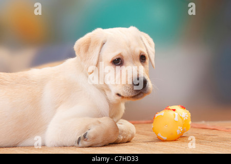 Labrador Retriever, chiot, 9 semaines / toy Banque D'Images