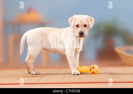 Labrador Retriever, chiot, 9 semaines / côté, jouet Banque D'Images