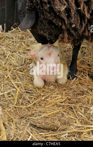 Moutons shetland : new born lamb. avril. Banque D'Images