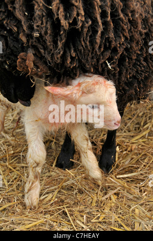 Moutons shetland : new born lamb. avril. Banque D'Images