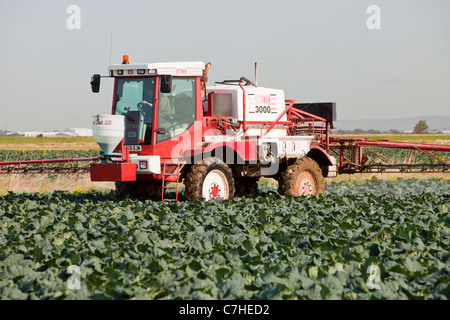 Un agriculteur de pulvériser son les choux au pesticide, banques, Southport, Royaume-Uni. Banque D'Images