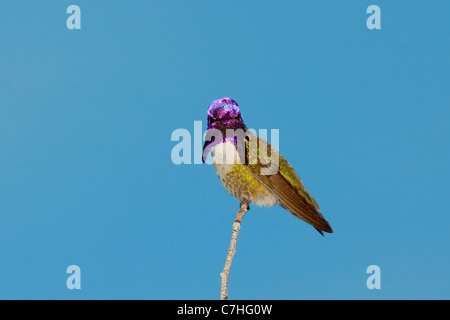 Costa's Hummingbird Calypte costae Tucson, Arizona, United States 11 mâles adultes Avril Trochilidae Banque D'Images