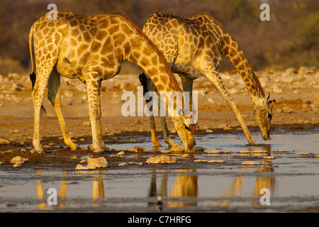 Les Girafes de boire à Klein Namutoni waterhole, Etosha National Park, Namibie Banque D'Images