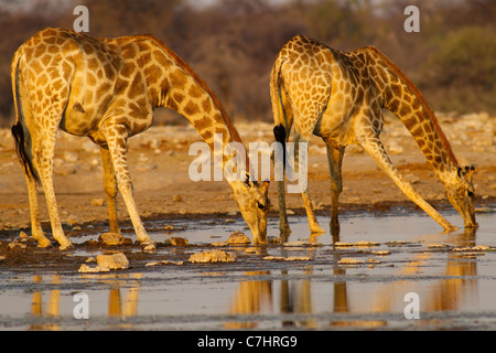 Les Girafes de boire à Klein Namutoni waterhole, Etosha National Park, Namibie Banque D'Images