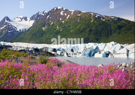 Les fleurs sauvages le long du lac en face de Spencer Glacier, Alaska, la Forêt Nationale de Chugach. Banque D'Images