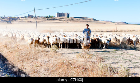 Troupeau de moutons avec Bouvier, Montealegre, Castille et Leon, Espagne Banque D'Images