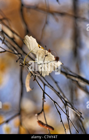 Brunch du bouleau avec des feuilles de couleurs d'automne à fermer la vue . Banque D'Images